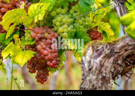 Trauben im Weinberg bei rehlingen,oberrmosel,moseltal,rheinland-pfalz,deutschland Stockfoto