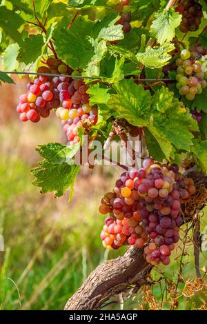 Trauben im Weinberg bei rehlingen,oberrmosel,moseltal,rheinland-pfalz,deutschland Stockfoto