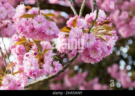 Blühender japanischer Kirschbaum in Nahaufnahme Stockfoto