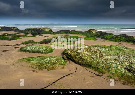 europa, Nordirland, Grafschaft antrim, Causeway Coast, Gezeitenzone, Muschelkalken und Basaltsteine mit Algen am Sandstrand Stockfoto