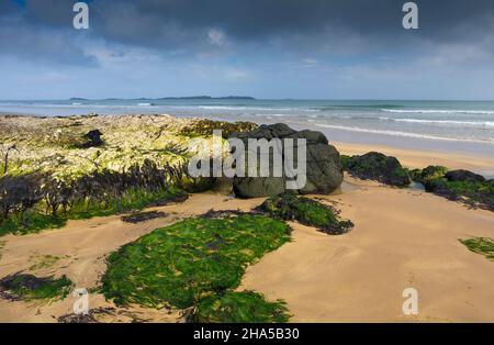 europa, Nordirland, Grafschaft antrim, Causeway Coast, Gezeitenzone, Muschelkalken und Basaltsteine mit Algen am Sandstrand Stockfoto