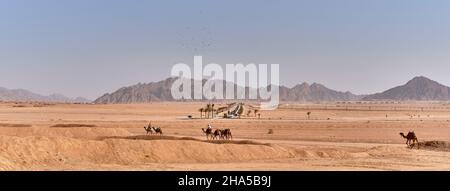 Wüstenlandschaft in der Nähe der Beduinen Ägyptisches Dorf mit Kamelen, moderner Autobahn, wunderschöne Berge im Hintergrund. Stockfoto