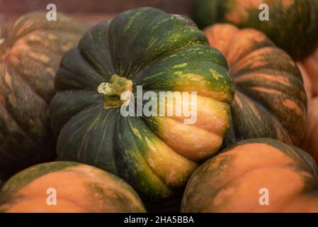 Hintergrund einiger großer orange-grüner Kürbisse Stockfoto