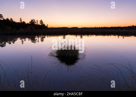 Abendstimmung im pietzmoor, dem größten zusammenhängenden Moor im Naturpark lüneburger Heide, Naturschutzgebiet bei schneverdingen, deutschland, niedersachsen Stockfoto