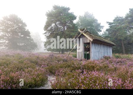 Reetgedeckte Bienenzäune zwischen blühender Heide, behringer heide, nebliger Stimmung, Naturschutzgebiet bei behringen bei bispingen, Naturpark lüneburger Heide, deutschland, niedersachsen Stockfoto