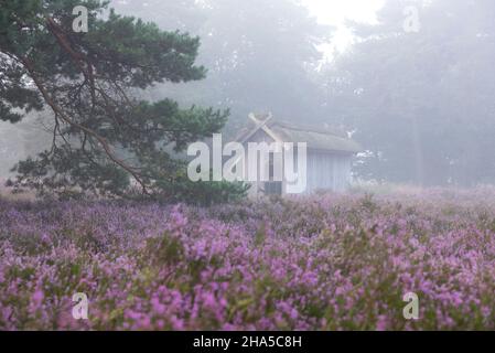 Reetgedeckte Bienenzäune zwischen blühender Heide, behringer heide, nebliger Stimmung, Naturschutzgebiet bei behringen bei bispingen, Naturpark lüneburger Heide, deutschland, niedersachsen Stockfoto