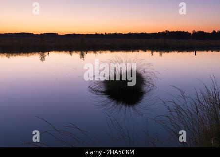 Abendstimmung im pietzmoor, dem größten zusammenhängenden Moor im Naturpark lüneburger Heide, Naturschutzgebiet bei schneverdingen, deutschland, niedersachsen Stockfoto