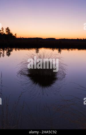 Abendstimmung im pietzmoor, dem größten zusammenhängenden Moor im Naturpark lüneburger Heide, Naturschutzgebiet bei schneverdingen, deutschland, niedersachsen Stockfoto