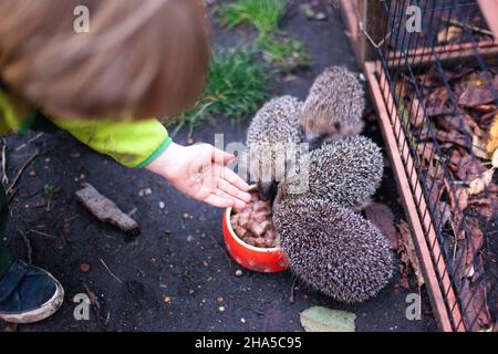 Junge Igel werden von Kindern im Garten gefüttert Stockfoto