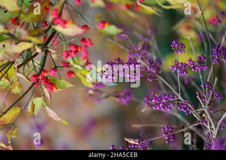 europäischer Euonymus (euonymus europaeus) und Liebe Perlenbusch, schöne Frucht (callicarpa bodinieri) mit Früchten Stockfoto