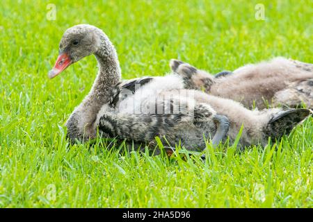 Flauschig graues Black Swan Cygnet, Cygnus atratus, ruht sich aus, setzt sich unter lebhaftem grünen Gras in einem Stadtpark in Australien Stockfoto