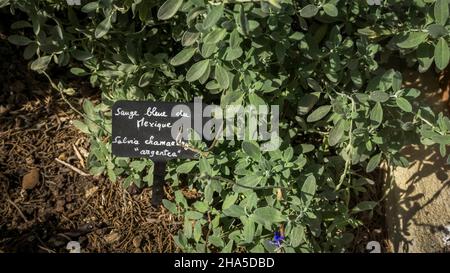 Kräutergarten der Abtei sainte marie de fontfroide bei narbonne. Ehemalige zisterzienserabtei, gegründet 1093. Stockfoto