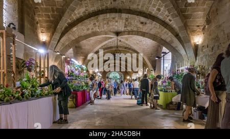 Internationale Orchideenausstellung in der Abtei sainte marie de fontfroide bei narbonne. Ehemalige zisterzienserabtei, gegründet 1093. Stockfoto