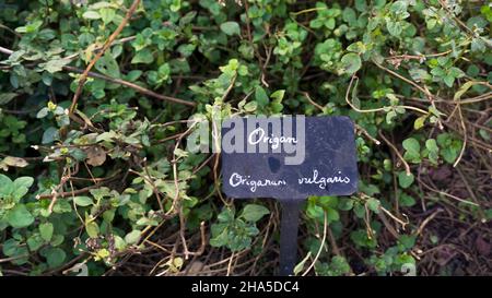 Kräutergarten der Abtei sainte marie de fontfroide bei narbonne. Ehemalige zisterzienserabtei, gegründet 1093. Stockfoto