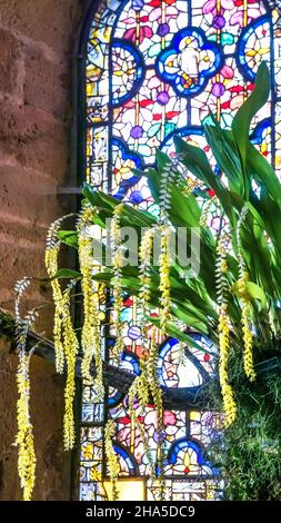 Buntglasfenster im Schlafsaal der Abteikirche Sainte marie de fontfroide in der Nähe von narbonne. Ehemalige zisterzienserabtei, gegründet 1093. Stockfoto