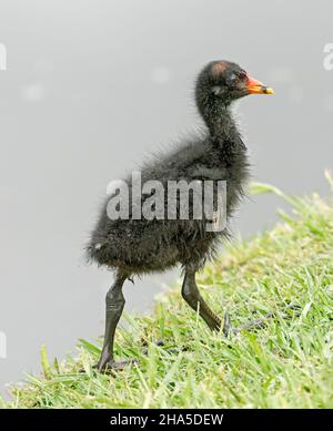 Winziges flauschiges schwarzes Dusky Moorhen Küken, Gallinula tenebrosa, in freier Wildbahn, auf grünem Gras am Wasser des Sees im Stadtpark in Australien Stockfoto