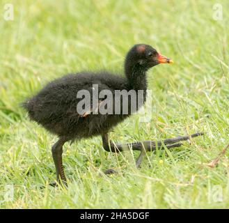 Kleines flauschiges schwarzes Duschiges Moorhen-Küken, Gallinula tenebrosa, mit riesigen Füßen, in freier Wildbahn, bei einem Spaziergang durch grünes Gras des Stadtparks in Australien Stockfoto