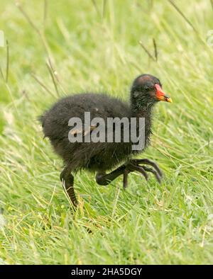 Kleines flauschiges schwarzes Duschiges Moorhen-Küken, Gallinula tenebrosa, mit riesigen Füßen, in freier Wildbahn, bei einem Spaziergang durch grünes Gras des Stadtparks in Australien Stockfoto