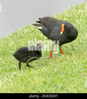 Düsteres Moorhen mit einem winzigen schwarzen flauschigen Küken auf grünem Gras am Wasser des Sees in einer städtischen Parklandschaft in Australien Stockfoto