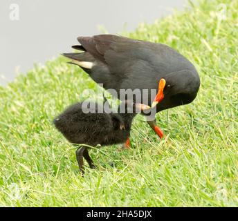 Düsteres Moorhen mit einem winzigen schwarzen flauschigen Küken auf grünem Gras am Wasser des Sees in einer städtischen Parklandschaft in Australien Stockfoto