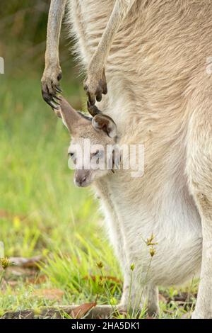 Kopf des winzigen joey of Eastern grauen Känguruhs, der aus der Tasche mit großen Pfoten und langen Krallen der Mutter, die daneben hängen, in der Wildnis Australiens spähend Stockfoto