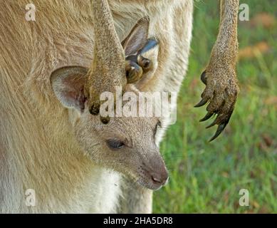 Das Gesicht des winzigen joey aus dem östlichen grauen Känguru, das aus der Tasche mit großen Pfoten und langen Krallen der Mutter, die daneben hängen, in der Wildnis Australiens spähend aus der Tasche guckelt Stockfoto