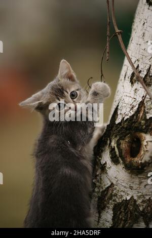 Lustiges, ashiges Kätzchen spielt mit dünnem Ast auf einem Baumstamm im Garten. Stockfoto