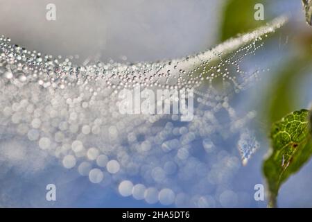 spinnennetz, Tau, Tautropfen Stockfoto