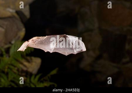 Fledermaus, gefranste Fledermaus, Myotis natteri, im Flug Stockfoto