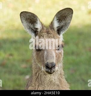 Porträt eines wunderschönen Gesichts von Eastern Grey Känguru, wachsam und starrend auf die Kamera, in der Wildnis, vor dem Hintergrund von grünem Gras, in Australien. Stockfoto