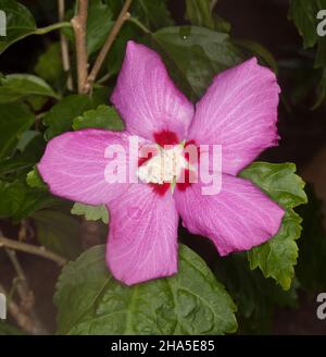 Rosa Blume und grüne Blätter der Hibiscus syriacus Summer Sensations Kollektion, ein sommergrüner Strauch Stockfoto