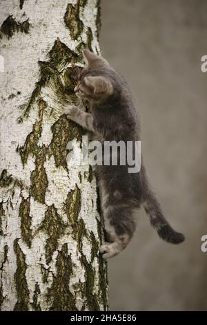 Aschiges Kätzchen spielt auf einem Baumstamm im Garten. Stockfoto