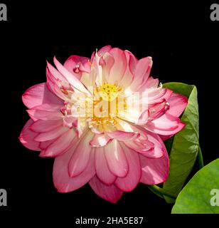 Spektakuläre große rosa Blume des Heiligen Lotus, Nelumbo nucifera, eine Wasserpflanze, auf schwarzem Hintergrund, in Australien Stockfoto