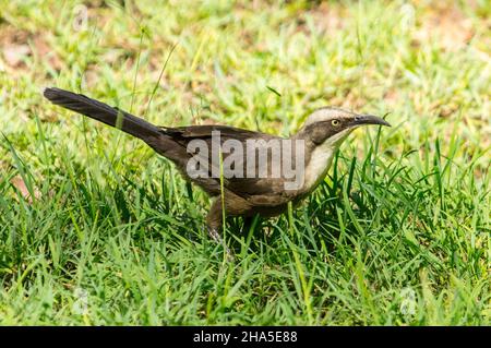 Der graugekrönte Babbler, Pomatostomus temporalis, wandert in einem städtischen Garten in Australien zwischen Gräsern Stockfoto