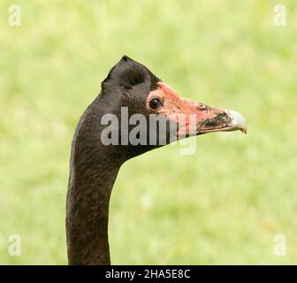 Gesicht der Elche, Anseranas semipalmata, mit wachem Ausdruck, vor dem Hintergrund von grünem Gras, in Australien Stockfoto