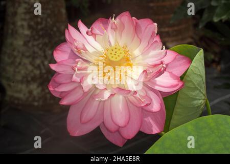 Spektakuläre große rosa Blume des Heiligen Lotus, Nelumbo nucifera, eine Wasserpflanze, auf einem dunklen Hintergrund, in Australien Stockfoto