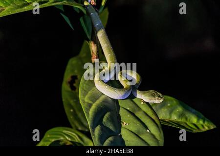 Bornean kielte grüne Grubenviper Tropidolaemus subannulatus im Bako-Nationalpark auf der Insel Borneo, Malaysia Stockfoto