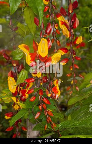 Trauben von ungewöhnlichen, leuchtend roten und gelben Blüten von Thunbergia mysorensis, Lady's Slipper Rebe, einer tropischen Kletterpflanze in Australien Stockfoto