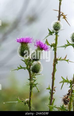 kleinwalsertal,österreich,Wassertröpfchen auf einer gewöhnlichen Distel (cirsium vulgare). Stockfoto