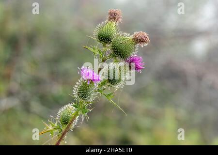 kleinwalsertal,österreich,Wassertröpfchen auf einer gewöhnlichen Distel (cirsium vulgare). Stockfoto