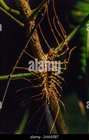 Centipede im Bako Nationalpark auf der Insel Borneo, Malaysia Stockfoto