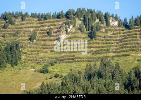 österreich,kleinwalsertal,Lawinenschutzsystem bei mittelberg. Stockfoto