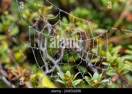 kleinwalsertal,österreich,Wassertröpfchen auf einem Spinnennetz. Stockfoto