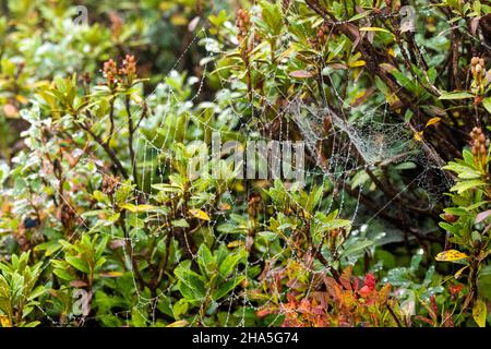 kleinwalsertal,österreich,Wassertropfen auf der Vegetation mit Spinnennetz. Stockfoto