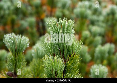 kleinwalsertal,österreich,Wassertropfen auf den Nadeln einer Bergkiefer (pinus mugo). Stockfoto