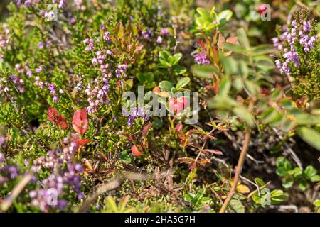 Preiselbeere (vaccinium vitis-idaea), Arten der Gattung Heidelbeeren (vaccinium) Stockfoto