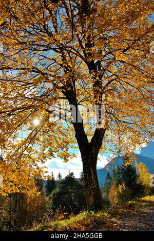 Herbst zieht im werdenfelser Land ein, bunt gefärbter Laubbaum im Hintergrund vor dem wettersteingebirge, deutschland, bayern, oberbayern, mittenwald, Stockfoto