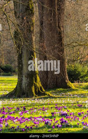 krokusblüte im Kurpark in baden-baden,Schwarzwald,baden-württemberg,deutschland Stockfoto