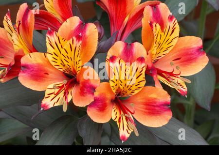 Pulsierender Alstroemeria Indian Summer, Peruanische Lilienblumen Stockfoto