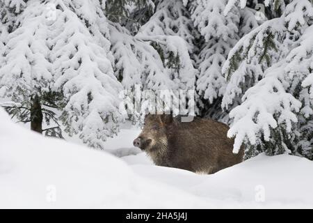 Wildschwein im Tiefschnee Stockfoto